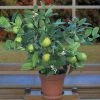 Garden Goods Direct Key Lime Tree
