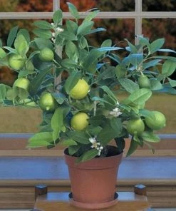 Garden Goods Direct Key Lime Tree