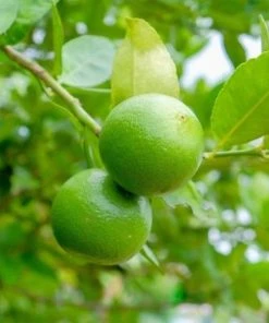 Garden Goods Direct Key Lime Tree