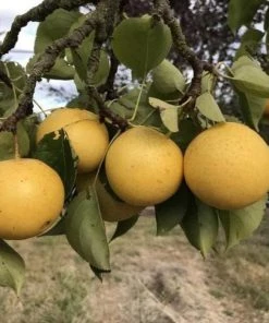 Garden Goods Direct Kikusui Pear Tree