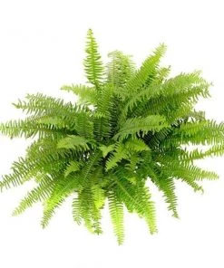Garden Goods Direct House Plants Kimberly Queen Fern 6 Garden Goods Direct House Plants Kimberly Queen Fern
