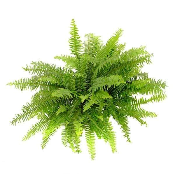 Garden Goods Direct House Plants Kimberly Queen Fern 3 Garden Goods Direct House Plants Kimberly Queen Fern