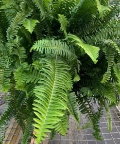 Garden Goods Direct House Plants Kimberly Queen Fern