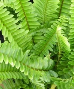 Garden Goods Direct House Plants Kimberly Queen Fern 7 Garden Goods Direct House Plants Kimberly Queen Fern