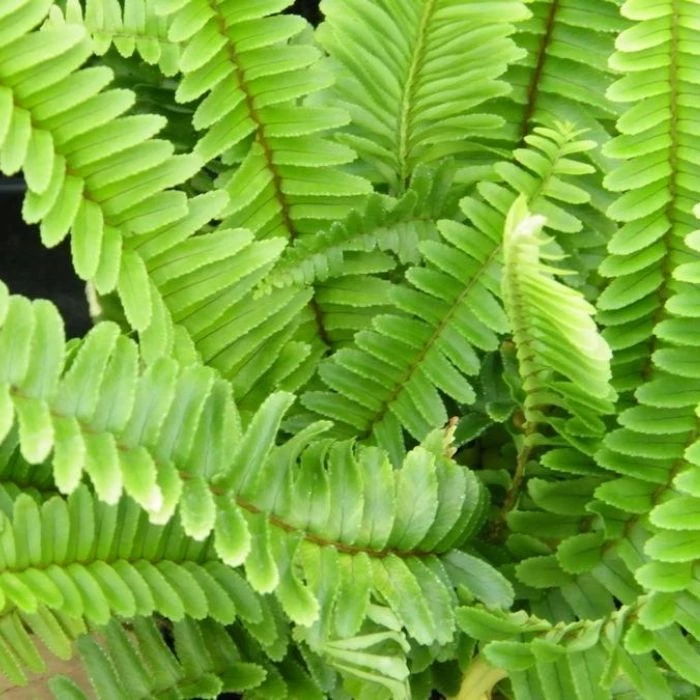 Garden Goods Direct House Plants Kimberly Queen Fern 4 Garden Goods Direct House Plants Kimberly Queen Fern