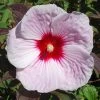 Garden Goods Direct Hibiscus Kopper King Perennials