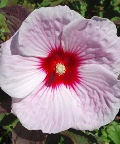 Garden Goods Direct Hibiscus Kopper King Perennials