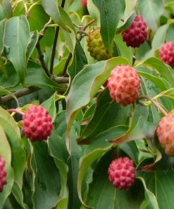 Garden Goods Direct Milky Way Kousa Dogwood