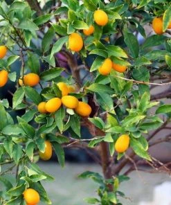 Garden Goods Direct Sweet Kumquat Tree