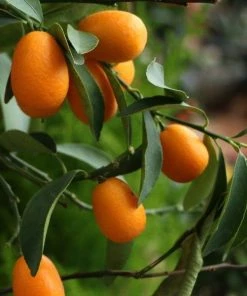 Garden Goods Direct Sweet Kumquat Tree