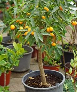 Garden Goods Direct Sweet Kumquat Tree