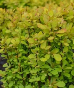 Garden Goods Direct Shrubs Proven Winners® Color Choice® Sunjoy Gold Pillar® Barberry