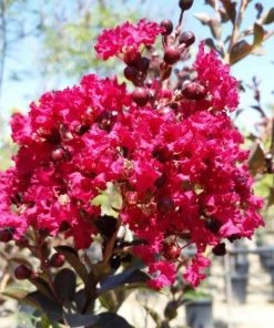 Garden Goods Direct Shrubs Double Feature Crape Myrtle