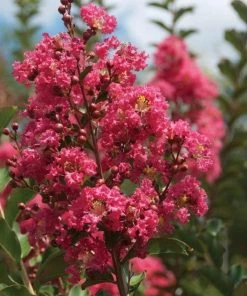 Garden Goods Direct Tuscarora Crape Myrtle 6 Garden Goods Direct Tuscarora Crape Myrtle