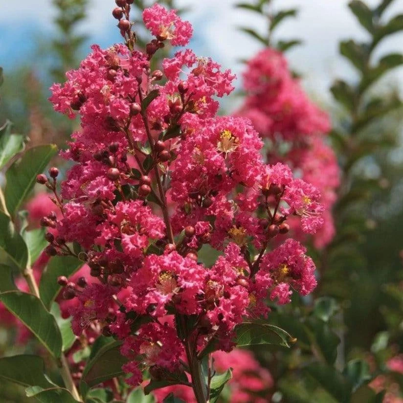 Garden Goods Direct Tuscarora Crape Myrtle 3 Garden Goods Direct Tuscarora Crape Myrtle