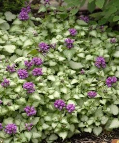 Garden Goods Direct Lamium Purple Dragon Perennials