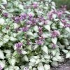 Garden Goods Direct Lamium Orchid Frost