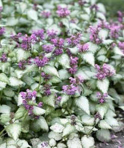 Garden Goods Direct Lamium Orchid Frost