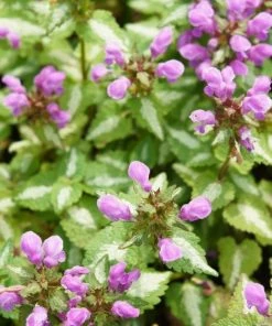 Garden Goods Direct Perennials Lamium Pink Pewter