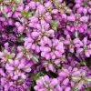 Garden Goods Direct Perennials Lamium Pink Pewter