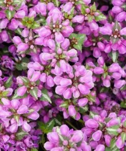 Garden Goods Direct Perennials Lamium Pink Pewter