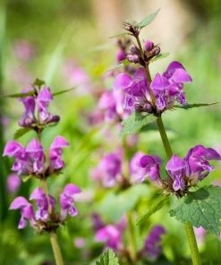 Garden Goods Direct Lamium Purple Dragon Perennials