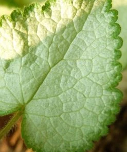 Garden Goods Direct Lamium Purple Dragon Perennials