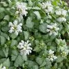 Garden Goods Direct Lamium White Nancy
