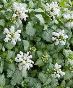 Garden Goods Direct Lamium White Nancy