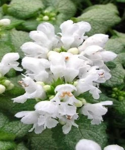 Garden Goods Direct Lamium White Nancy