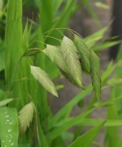 Garden Goods Direct Chasmanthium Latifolium Perennials
