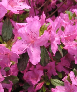 Garden Goods Direct Azalea Karen Shrubs