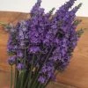 Garden Goods Direct Lavender Sensational Perennials