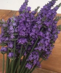 Garden Goods Direct Lavender Sensational Perennials
