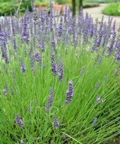Garden Goods Direct Perennials Lavender Grosso