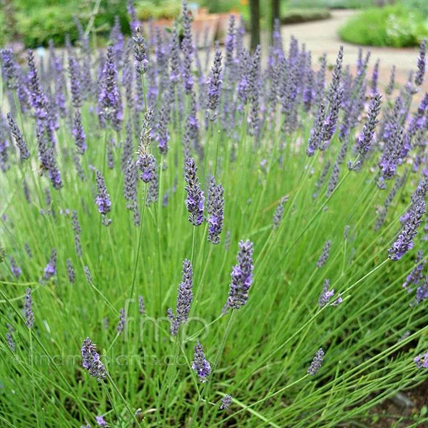 Garden Goods Direct Perennials Lavender Grosso 2 Garden Goods Direct Perennials Lavender Grosso
