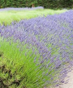 Garden Goods Direct Perennials Lavender Grosso 7 Garden Goods Direct Perennials Lavender Grosso