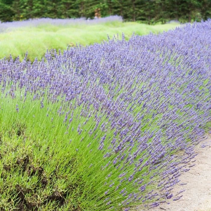 Garden Goods Direct Perennials Lavender Grosso 4 Garden Goods Direct Perennials Lavender Grosso