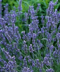 Garden Goods Direct Perennials Lavender Grosso