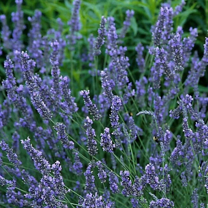 Garden Goods Direct Perennials Lavender Grosso 1 Garden Goods Direct Perennials Lavender Grosso