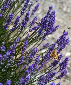 Garden Goods Direct Perennials Lavender Grosso 6 Garden Goods Direct Perennials Lavender Grosso
