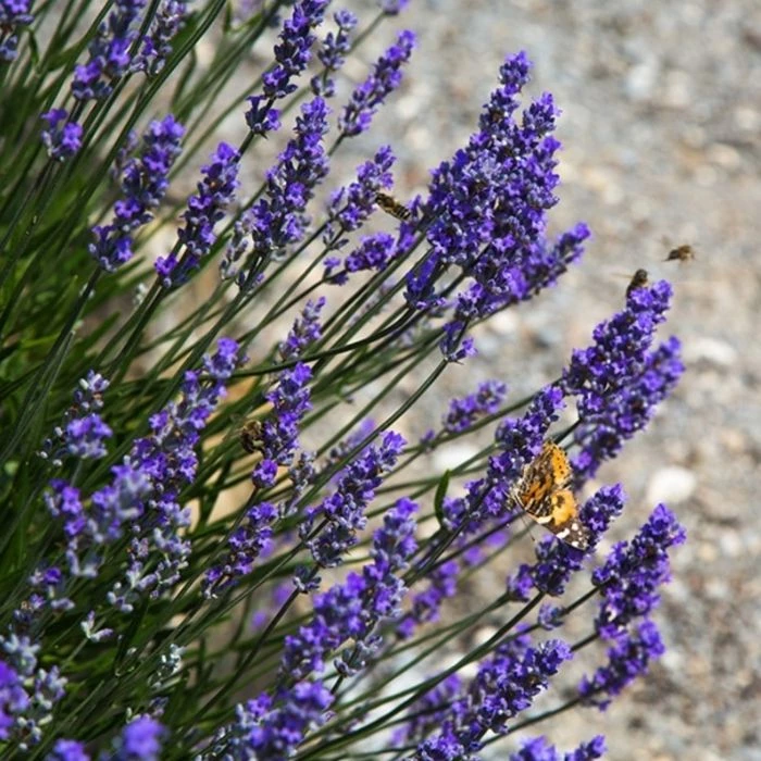 Garden Goods Direct Perennials Lavender Grosso 3 Garden Goods Direct Perennials Lavender Grosso