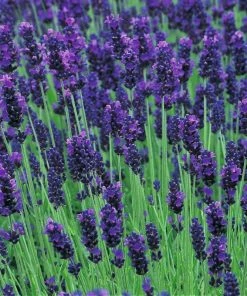 Garden Goods Direct Lavender Hidcote Perennials