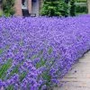 Garden Goods Direct Perennials Lavender Munstead