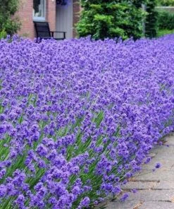 Garden Goods Direct Perennials Lavender Munstead