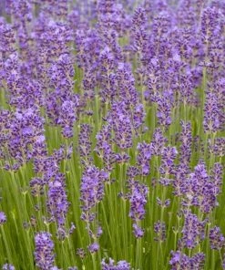 Garden Goods Direct Perennials Lavender Munstead