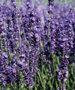 Garden Goods Direct Perennials Lavender Provence
