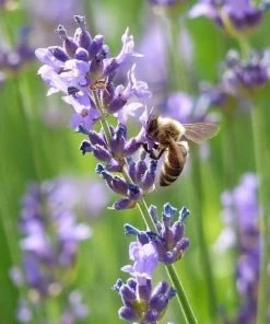Garden Goods Direct Perennials Lavender Provence
