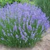 Garden Goods Direct Perennials Phenomenal Lavender