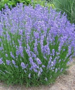 Garden Goods Direct Perennials Phenomenal Lavender
